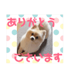 pomemeちゃん（個別スタンプ：6）