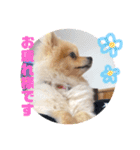 pomemeちゃん（個別スタンプ：7）