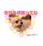 pomemeちゃん（個別スタンプ：8）