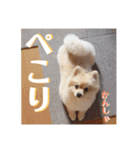 pomemeちゃん（個別スタンプ：12）