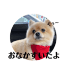 pomemeちゃん（個別スタンプ：23）
