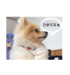 pomemeちゃん（個別スタンプ：24）