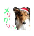 Ten fam. shelties（個別スタンプ：3）