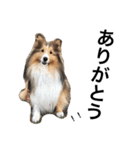 Ten fam. shelties（個別スタンプ：7）