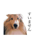 Ten fam. shelties（個別スタンプ：10）