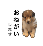 Ten fam. shelties（個別スタンプ：21）