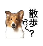 Ten fam. shelties（個別スタンプ：27）