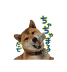 イタズラぼんず柴犬ちゃちゃまる（個別スタンプ：1）
