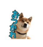イタズラぼんず柴犬ちゃちゃまる（個別スタンプ：2）