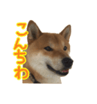 イタズラぼんず柴犬ちゃちゃまる（個別スタンプ：3）