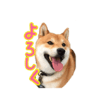 イタズラぼんず柴犬ちゃちゃまる（個別スタンプ：4）