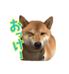 イタズラぼんず柴犬ちゃちゃまる（個別スタンプ：5）