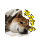 イタズラぼんず柴犬ちゃちゃまる（個別スタンプ：6）