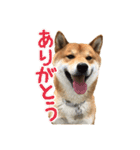 イタズラぼんず柴犬ちゃちゃまる（個別スタンプ：7）