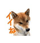 イタズラぼんず柴犬ちゃちゃまる（個別スタンプ：8）