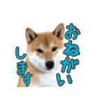 イタズラぼんず柴犬ちゃちゃまる（個別スタンプ：9）