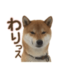 イタズラぼんず柴犬ちゃちゃまる（個別スタンプ：10）