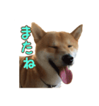 イタズラぼんず柴犬ちゃちゃまる（個別スタンプ：11）