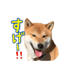 イタズラぼんず柴犬ちゃちゃまる（個別スタンプ：12）