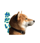 イタズラぼんず柴犬ちゃちゃまる（個別スタンプ：13）