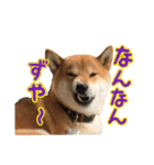 イタズラぼんず柴犬ちゃちゃまる（個別スタンプ：14）