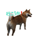 イタズラぼんず柴犬ちゃちゃまる（個別スタンプ：15）