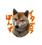 イタズラぼんず柴犬ちゃちゃまる（個別スタンプ：16）