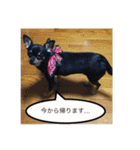 スムースチワワのジェイさんとピーちゃん（個別スタンプ：5）