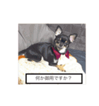 スムースチワワのジェイさんとピーちゃん（個別スタンプ：6）