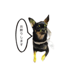 スムースチワワのジェイさんとピーちゃん（個別スタンプ：12）
