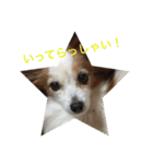 まろん ☆（個別スタンプ：1）