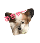 まろん ☆（個別スタンプ：4）