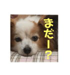 まろん ☆（個別スタンプ：9）