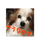まろん ☆（個別スタンプ：11）