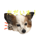 まろん ☆（個別スタンプ：12）