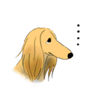 afghan hounds（個別スタンプ：4）