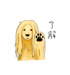 afghan hounds（個別スタンプ：30）