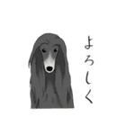 afghan hounds（個別スタンプ：39）