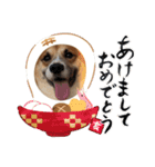 コーギーやまととくぅぽん太（個別スタンプ：5）
