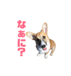 コーギーやまととくぅぽん太（個別スタンプ：13）
