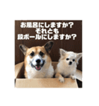 コーギーやまととくぅぽん太（個別スタンプ：14）