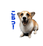 コーギーやまととくぅぽん太（個別スタンプ：16）