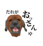 関西犬の犬達（個別スタンプ：5）