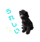 ペット集まれ～（個別スタンプ：1）