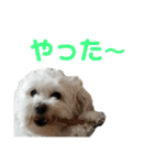 ペット集まれ～（個別スタンプ：3）