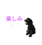 ペット集まれ～（個別スタンプ：4）