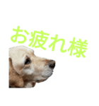ペット集まれ～（個別スタンプ：5）