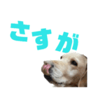 ペット集まれ～（個別スタンプ：6）
