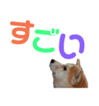 ペット集まれ～（個別スタンプ：7）