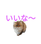 ペット集まれ～（個別スタンプ：10）